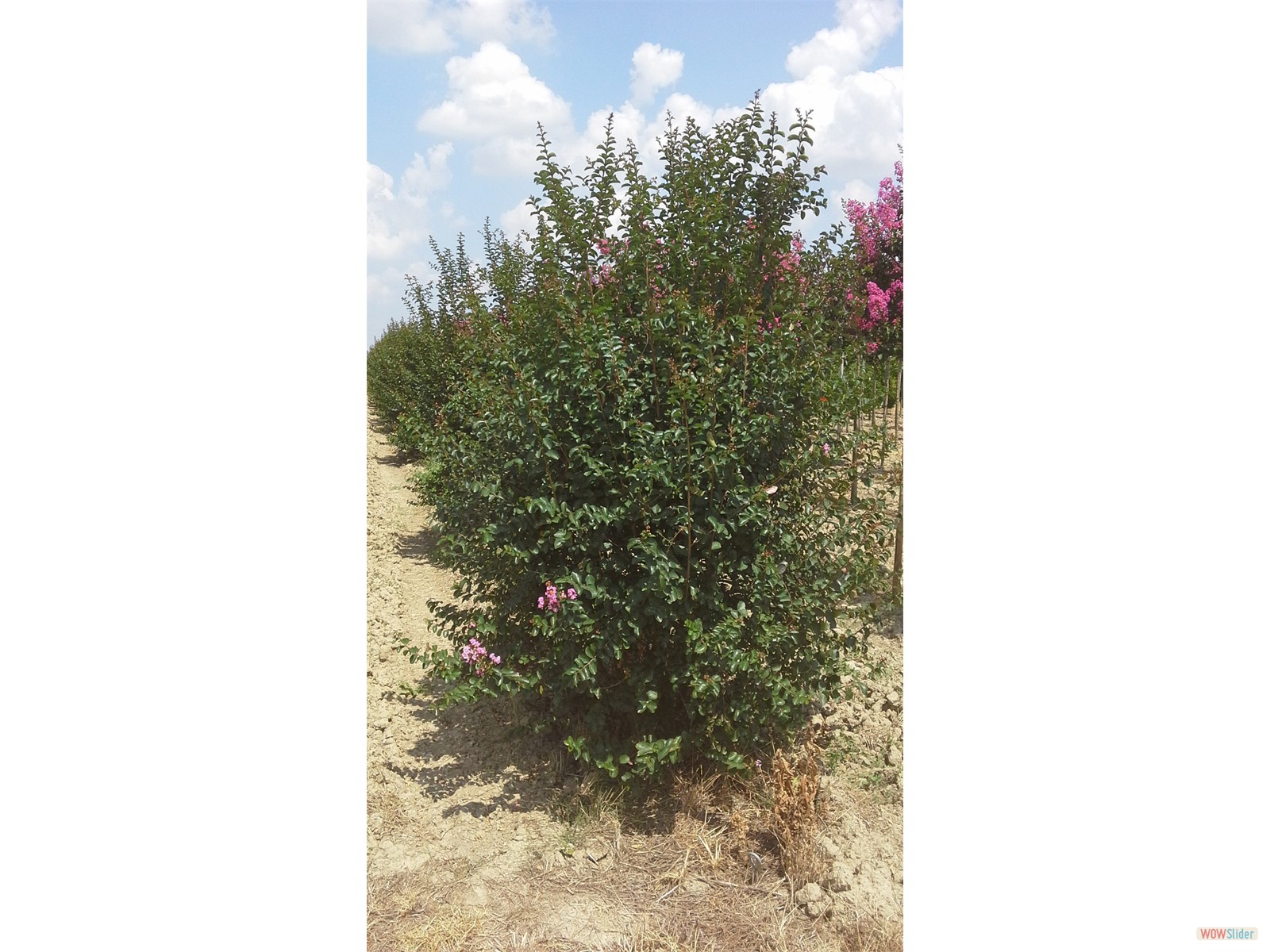 Lagerstroemia indica ceppaia