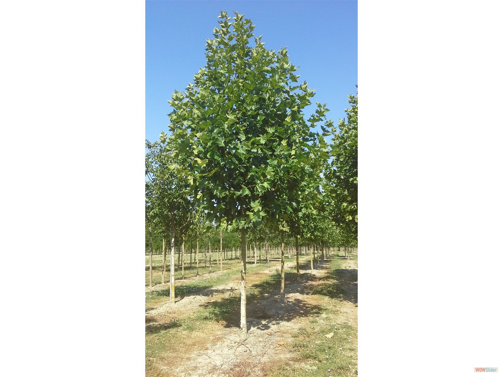 Platanus x acerifolia 