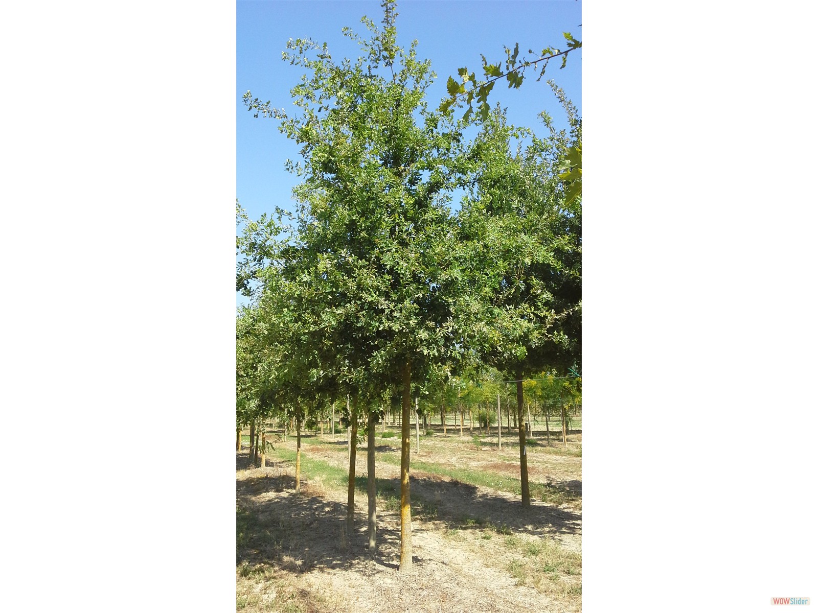 Quercus robur 