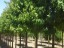 Liquidambar styraciflua