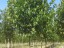 Platanus x acerifolia 